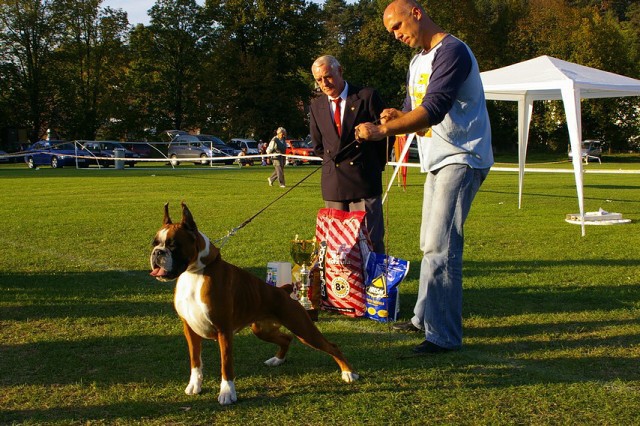 www.boxer-show.eu